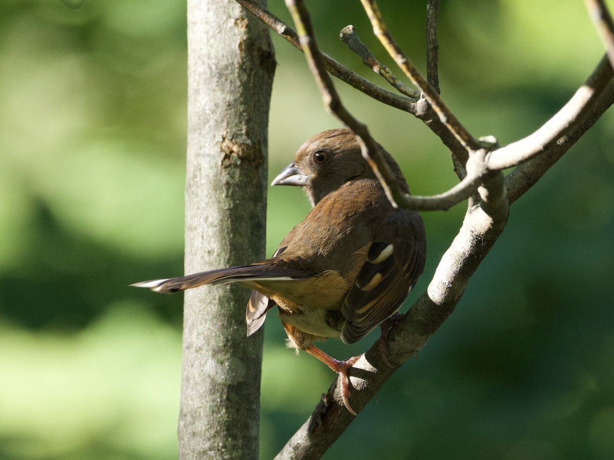 Eastern Towhee - ML642550728