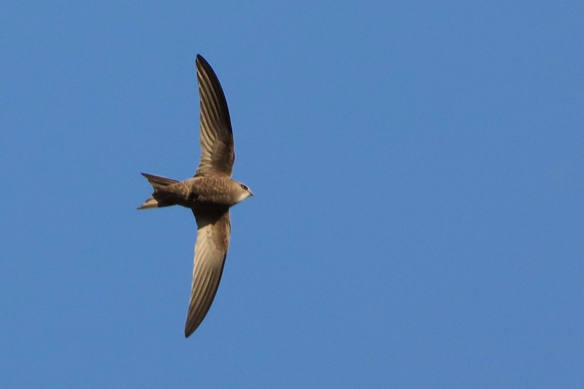 Pallid Swift - ML642550749