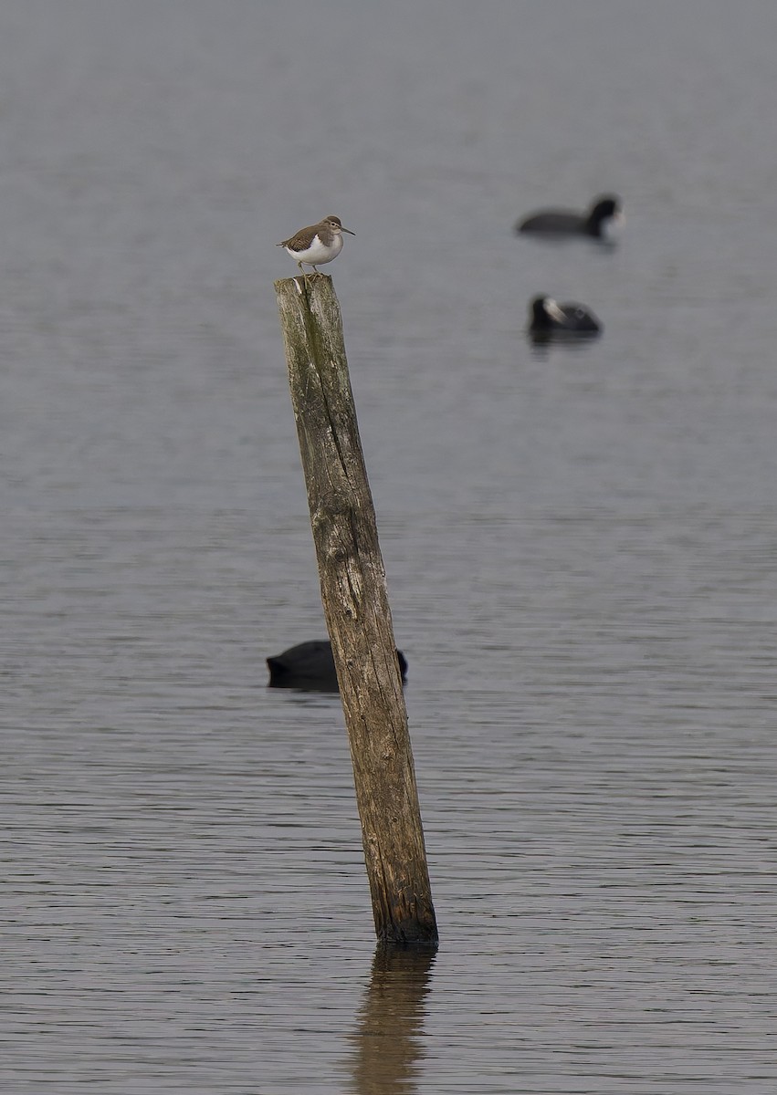 Common Sandpiper - ML642550757