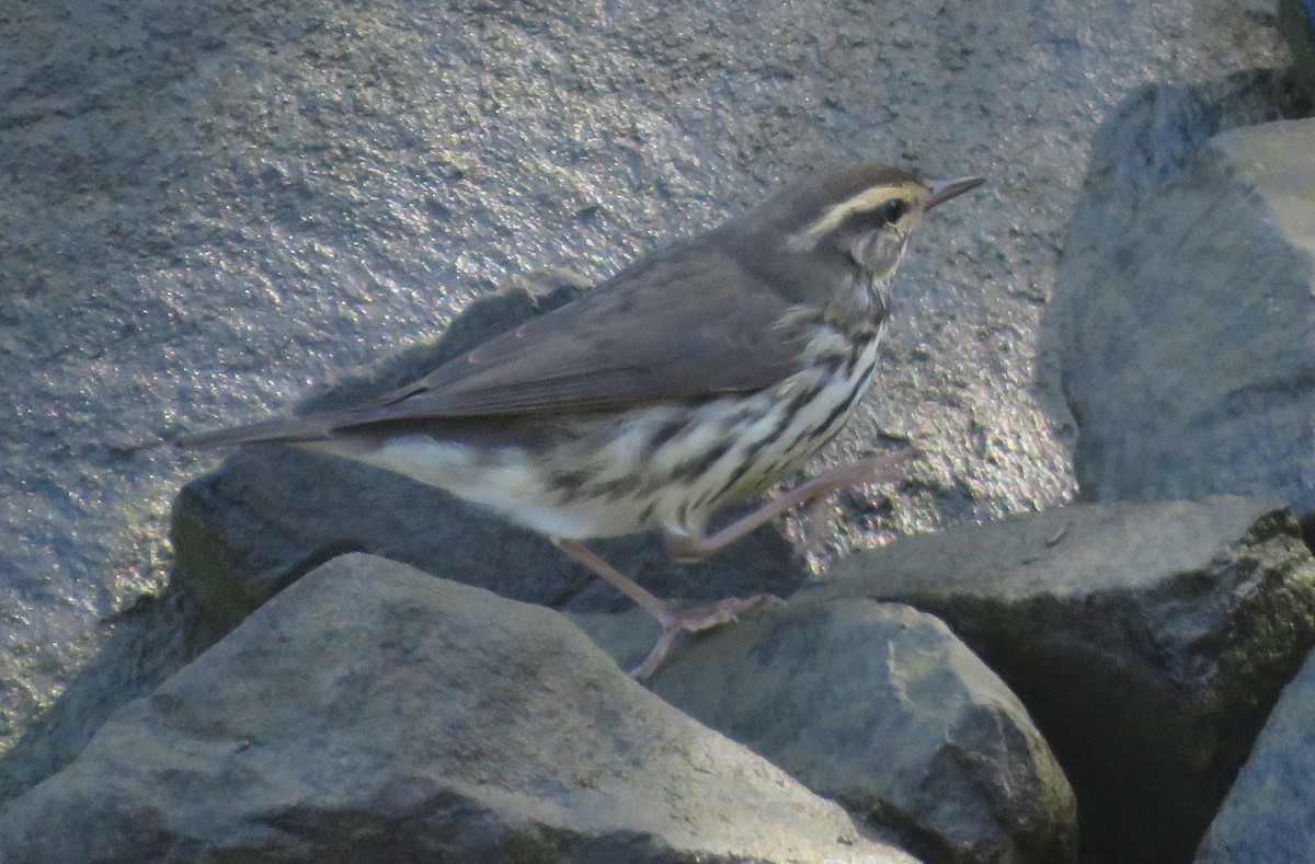 Northern Waterthrush - ML642550766