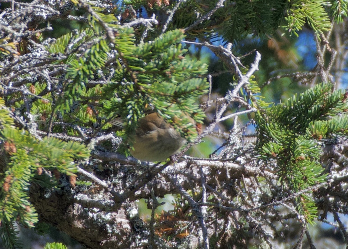 Indigo Bunting - ML642550767