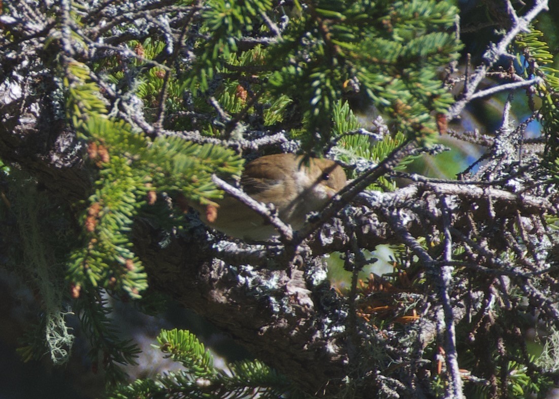 Indigo Bunting - ML642550768