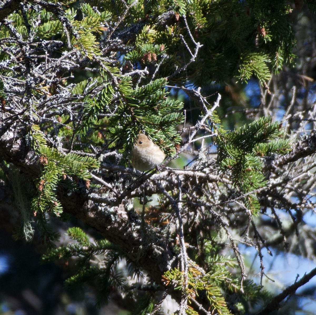 Indigo Bunting - ML642550769