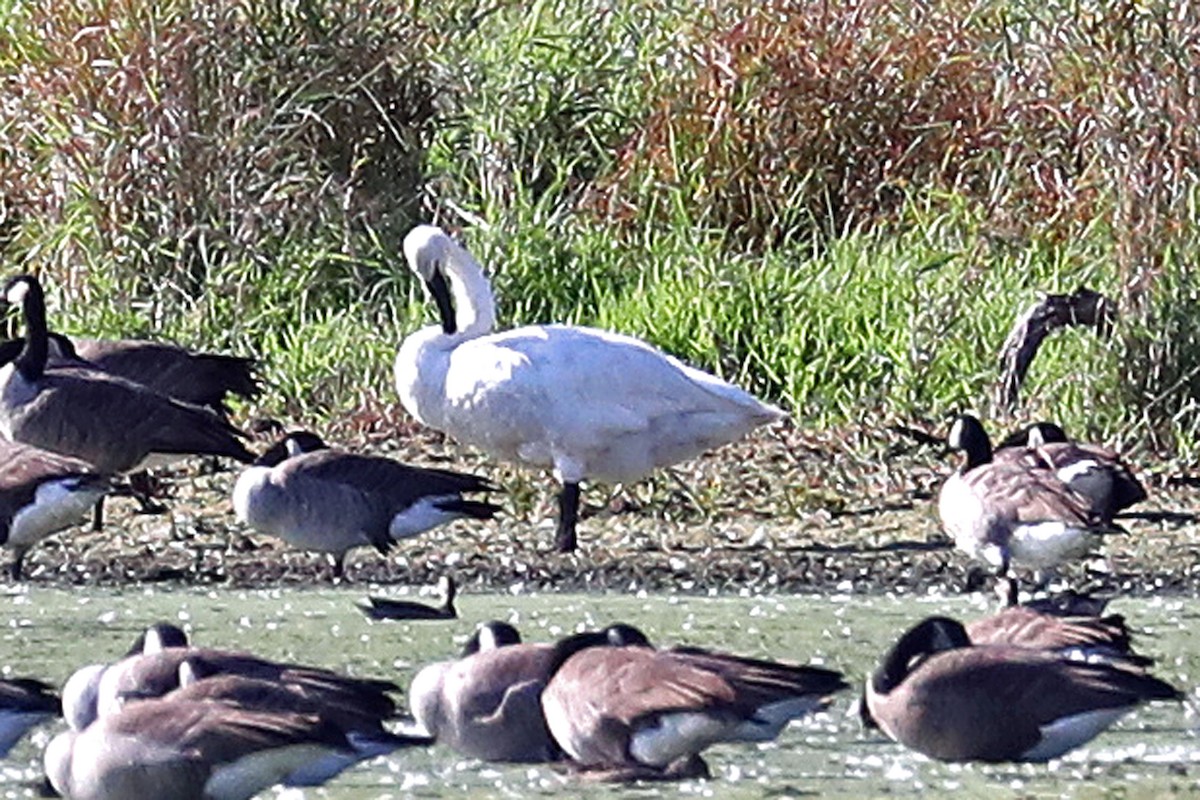 Trumpeter Swan - ML642550780