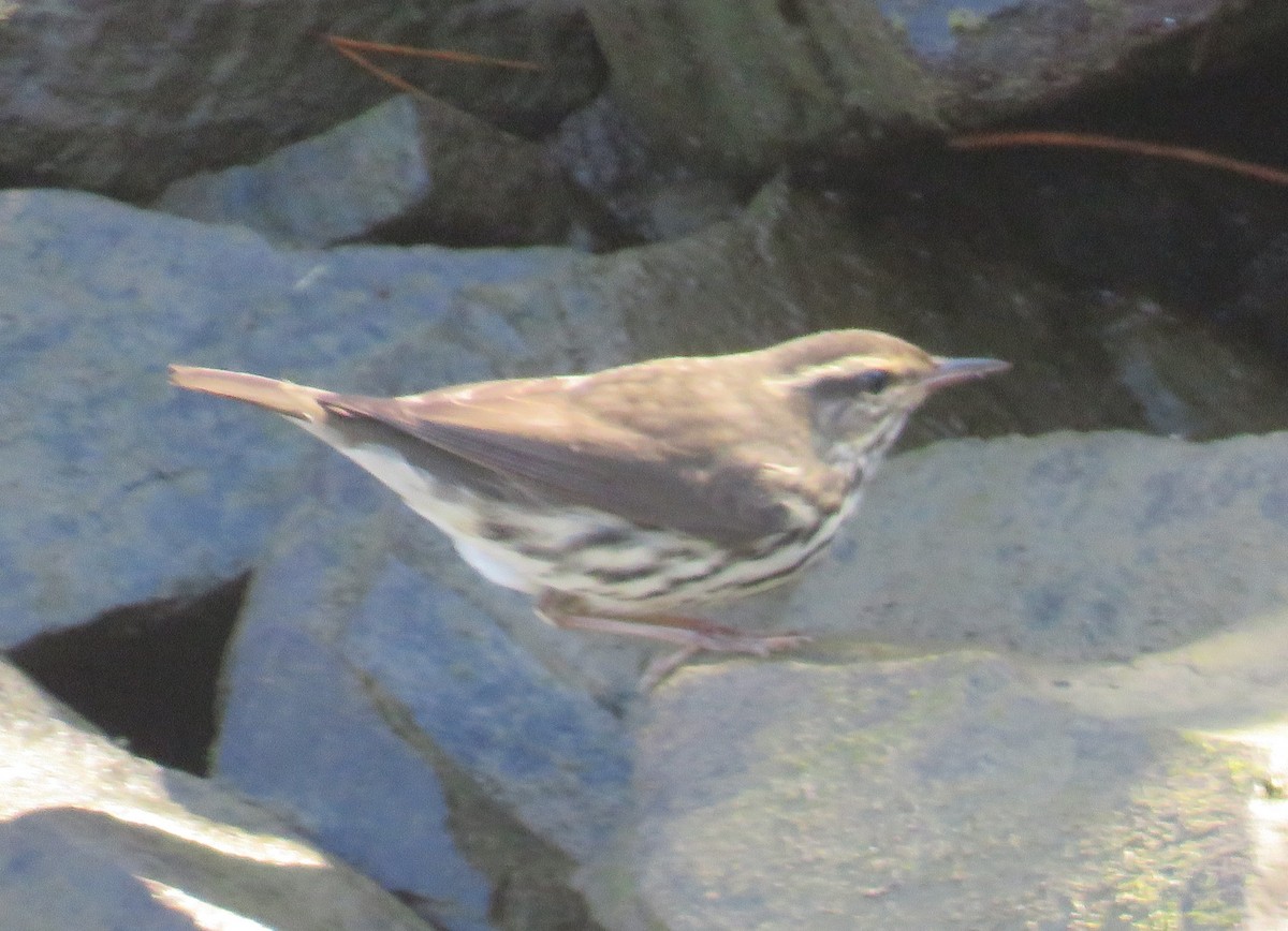 Northern Waterthrush - ML642550787