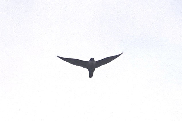 Эгэл шонхор - ML642550798