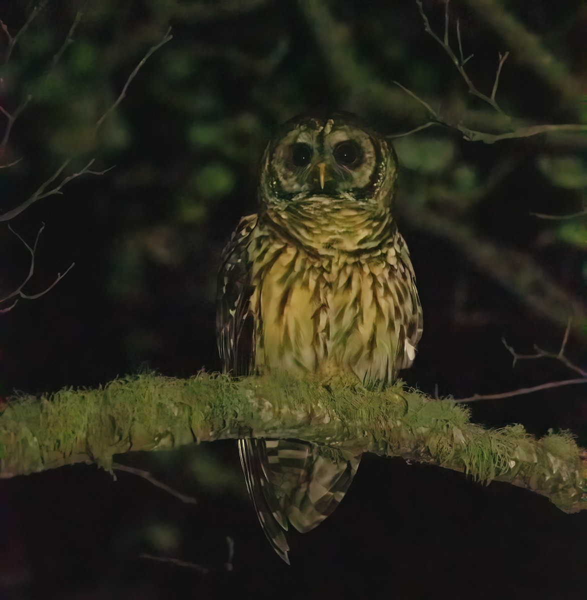 Fulvous Owl - ML642550828