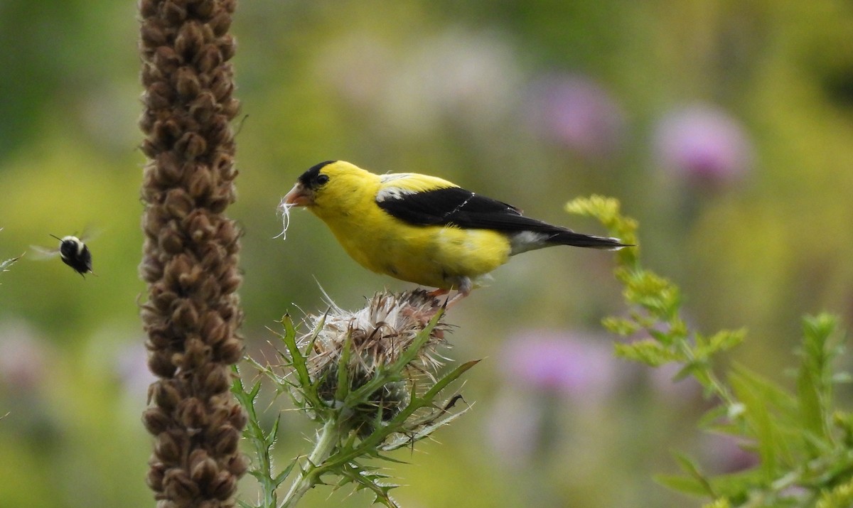 American Goldfinch - ML642550829