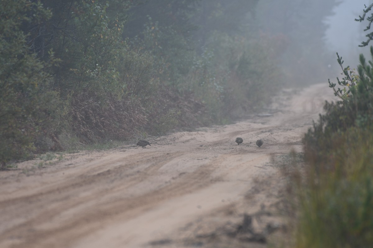 Spruce Grouse - ML642550887