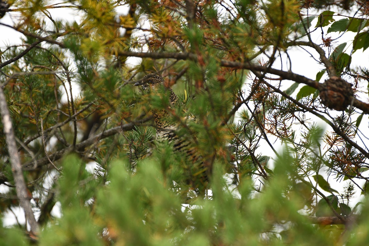 Spruce Grouse - ML642550888