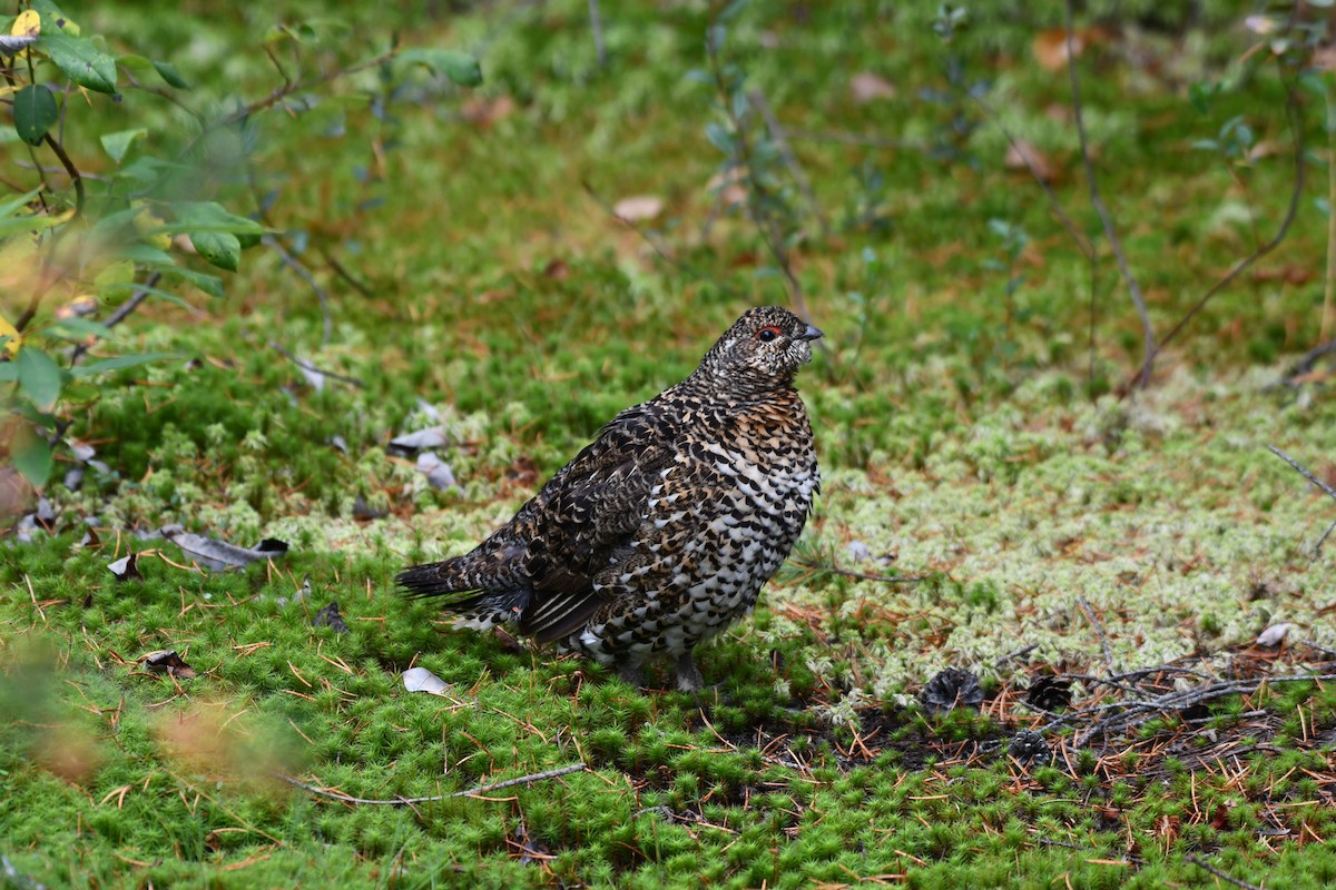 Spruce Grouse - ML642550889