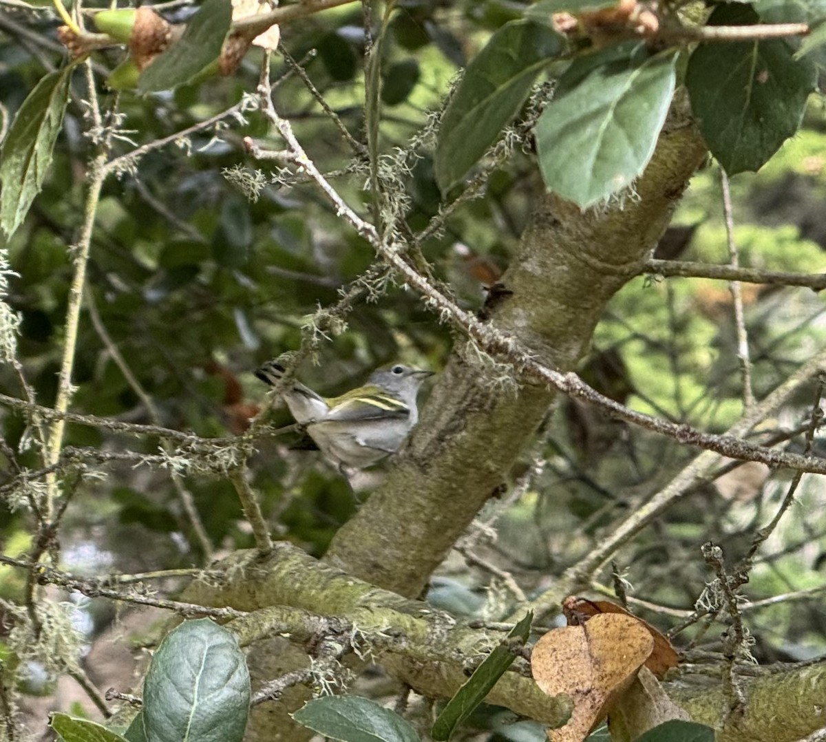 Chestnut-sided Warbler - ML642550987