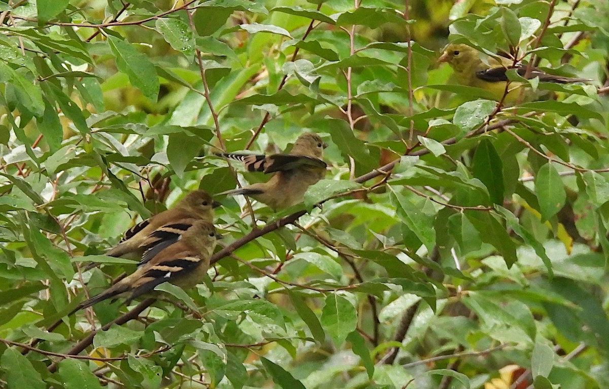 American Goldfinch - ML642551011