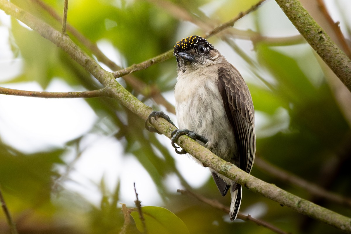 Grayish Piculet - ML642551018