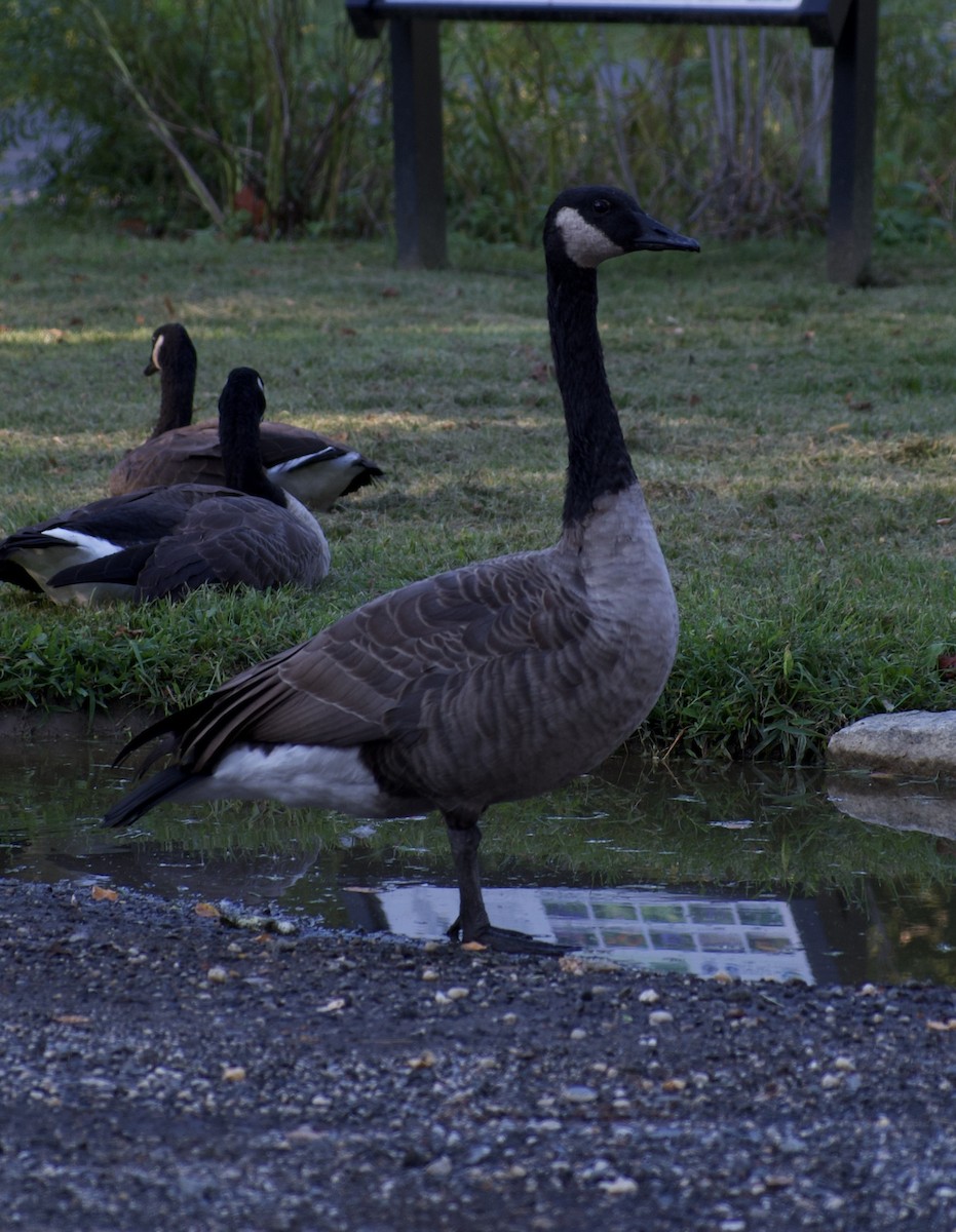 Canada Goose - ML642551033