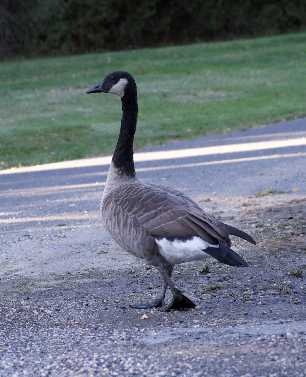 Canada Goose - ML642551034