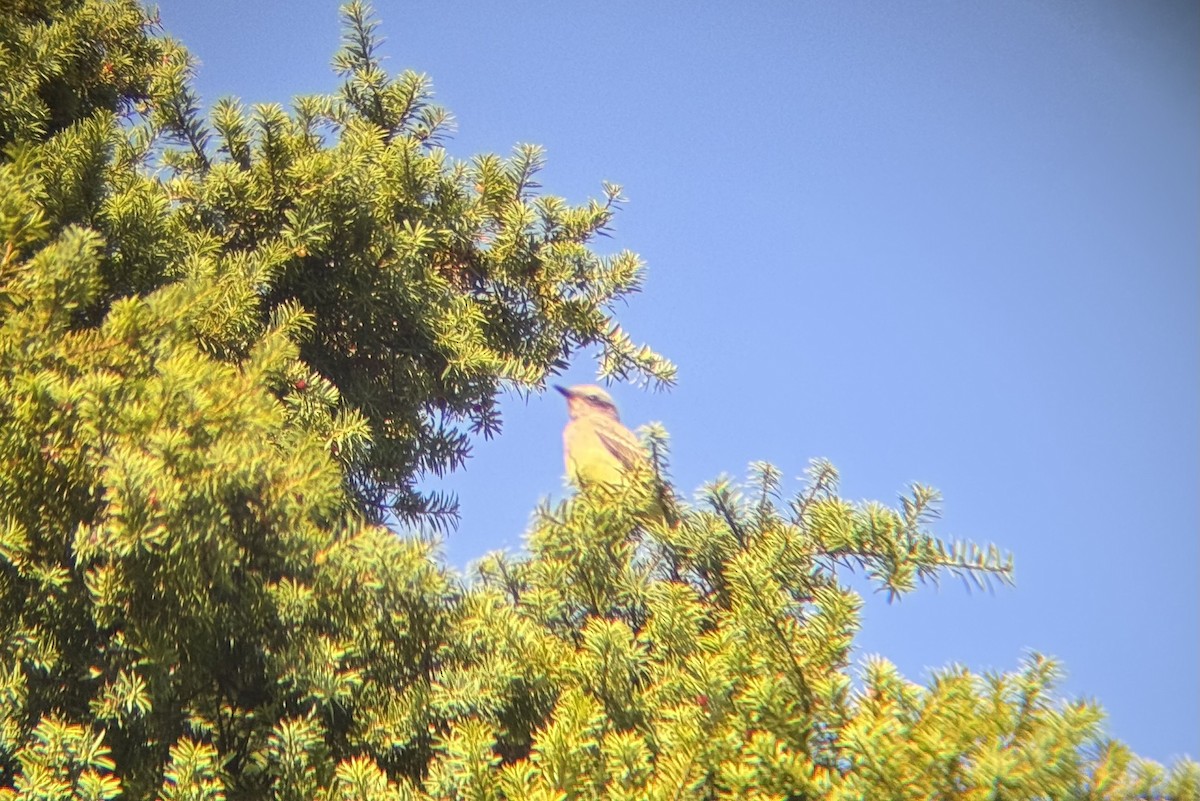Western Kingbird - ML642551059