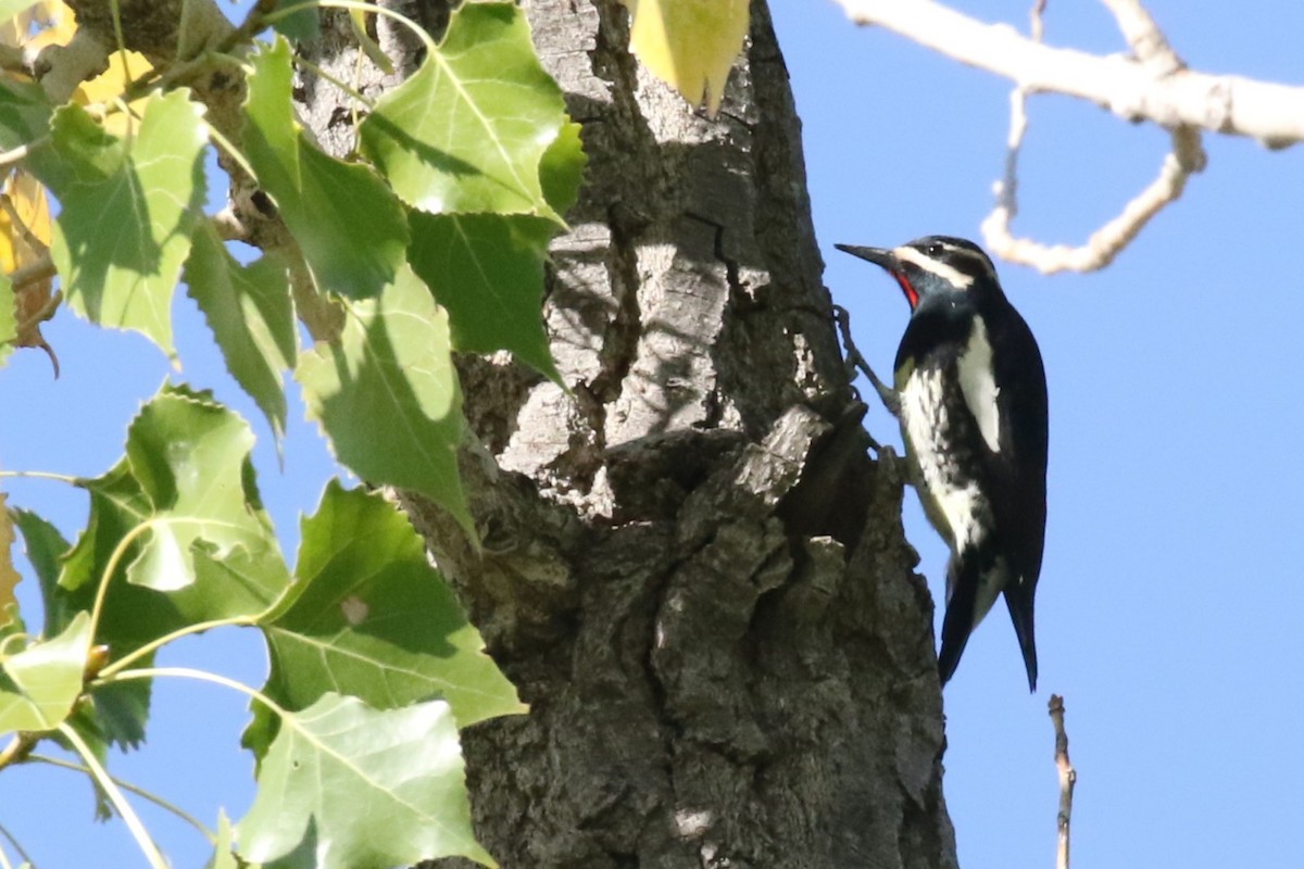 Williamson's Sapsucker - ML642551061