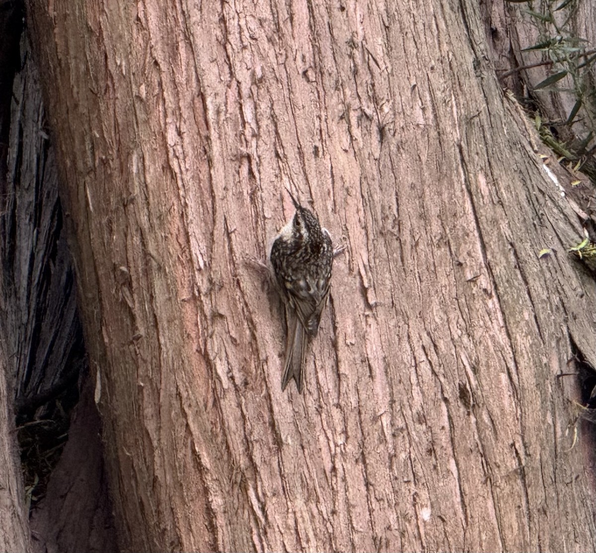 Brown Creeper - ML642551063