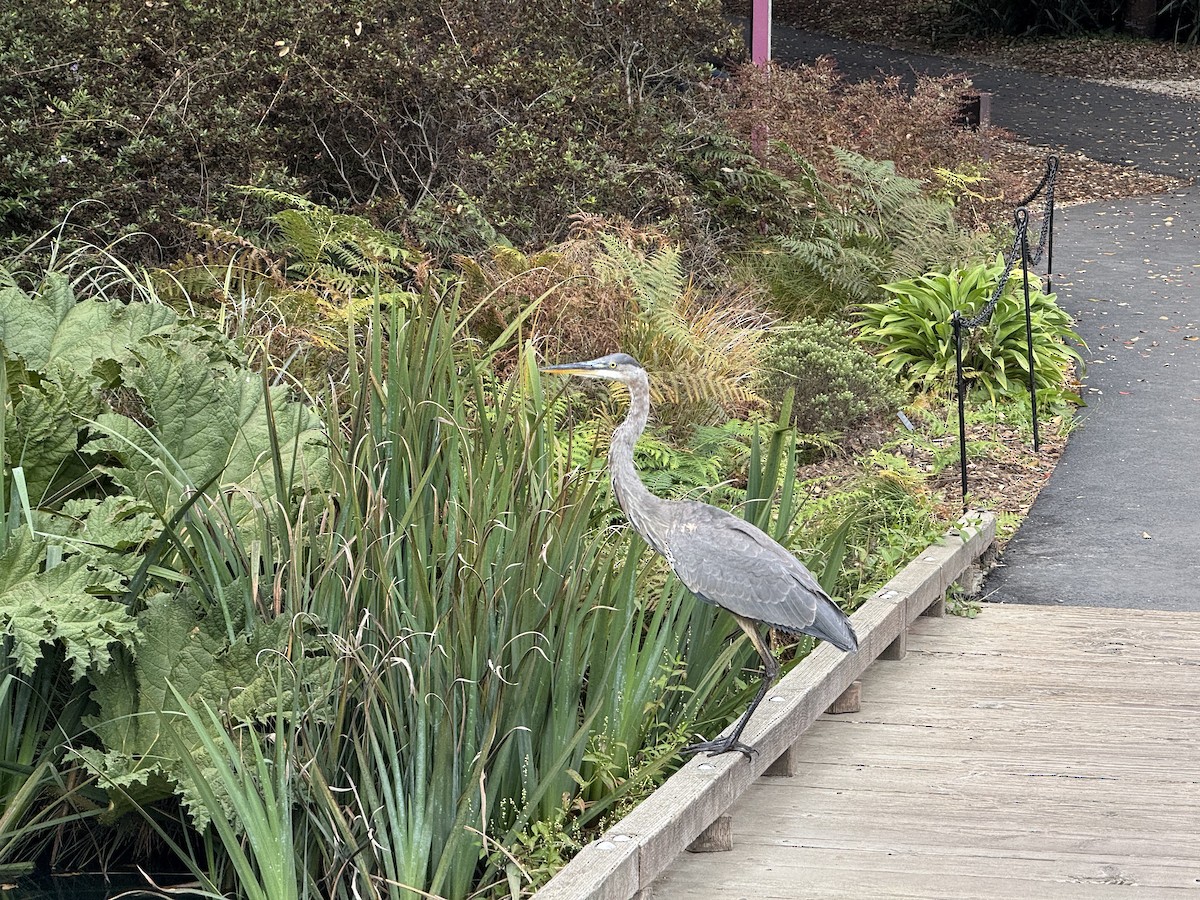 Great Blue Heron - ML642551077