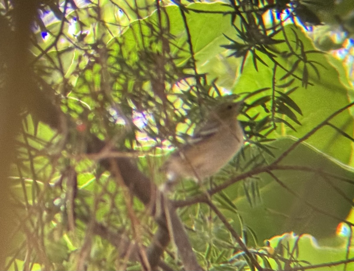 Bay-breasted Warbler - ML642551088