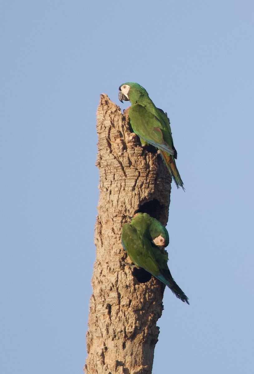 Chestnut-fronted Macaw - ML642551098