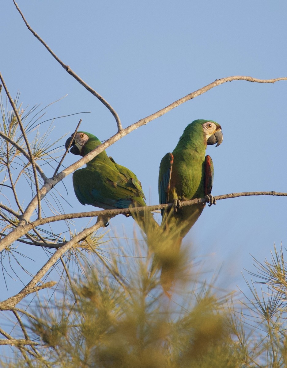 Chestnut-fronted Macaw - ML642551099