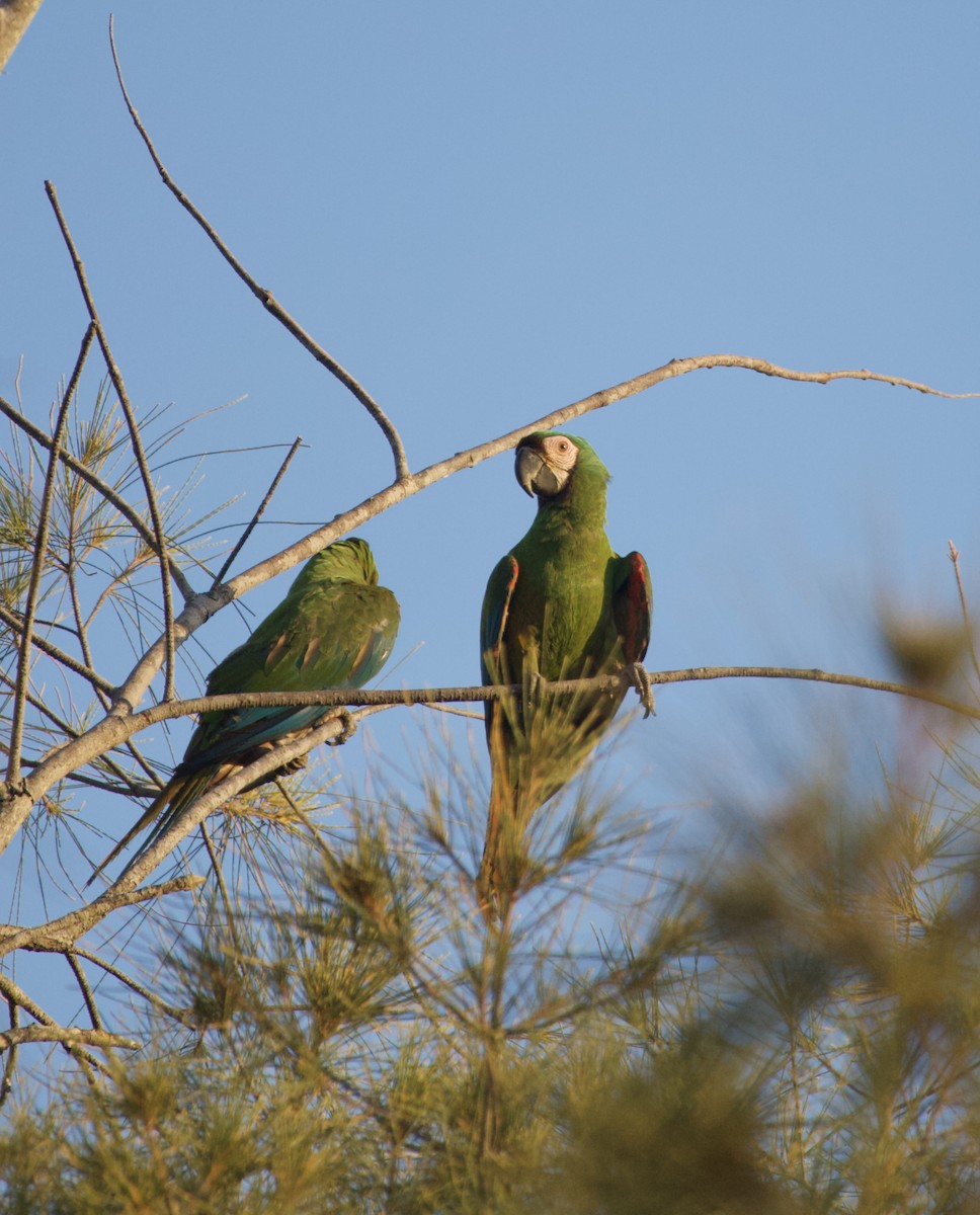 Chestnut-fronted Macaw - ML642551100