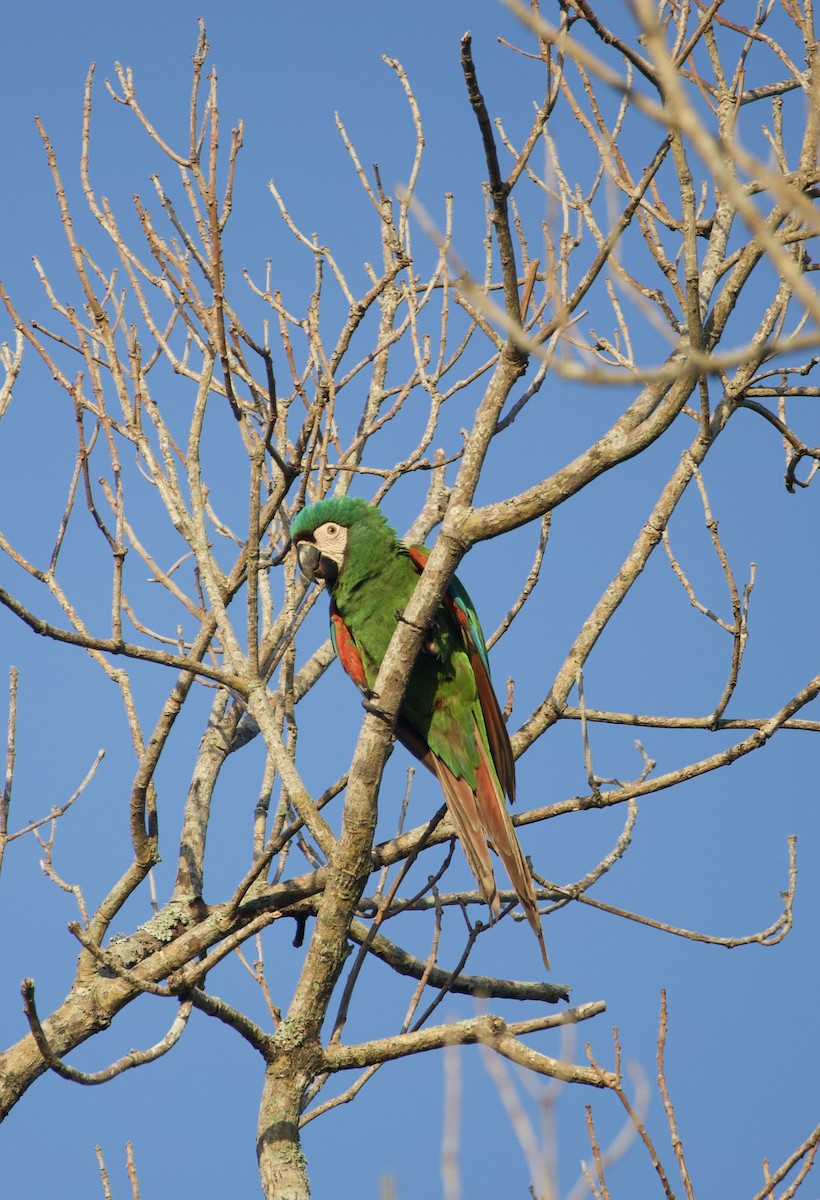 Chestnut-fronted Macaw - ML642551101