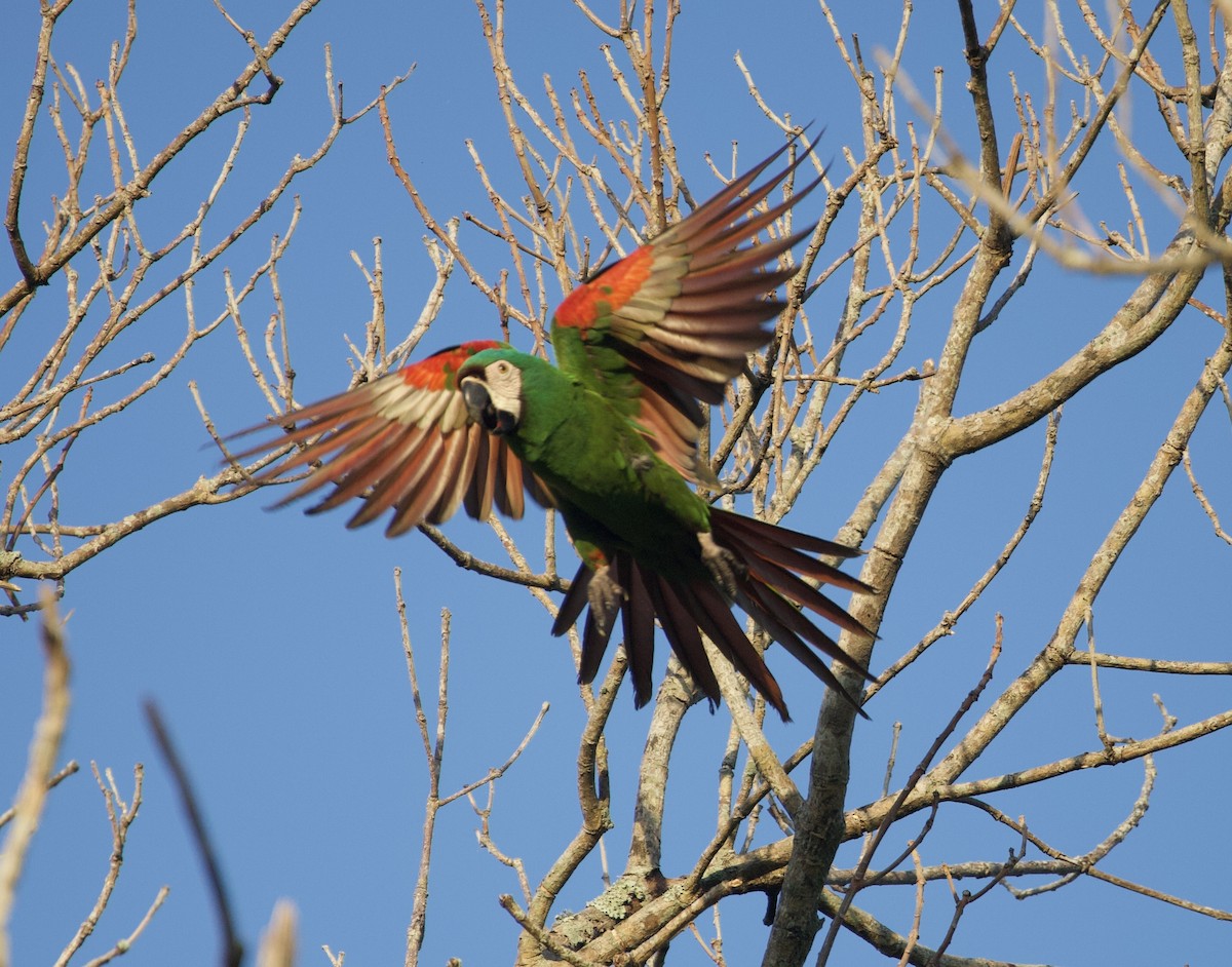Chestnut-fronted Macaw - ML642551102