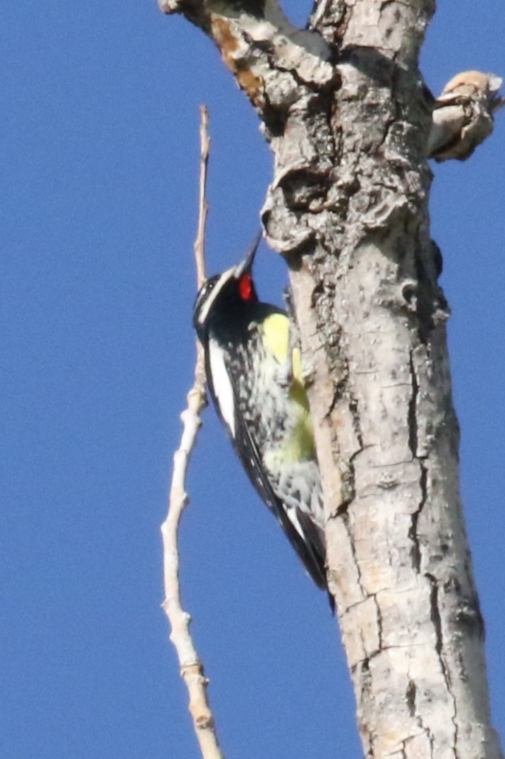 Williamson's Sapsucker - ML642551110