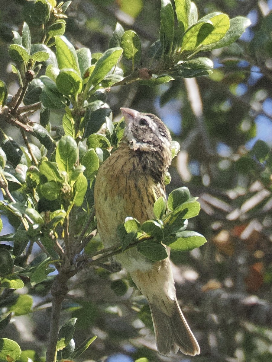 Rose-breasted Grosbeak - ML642551117