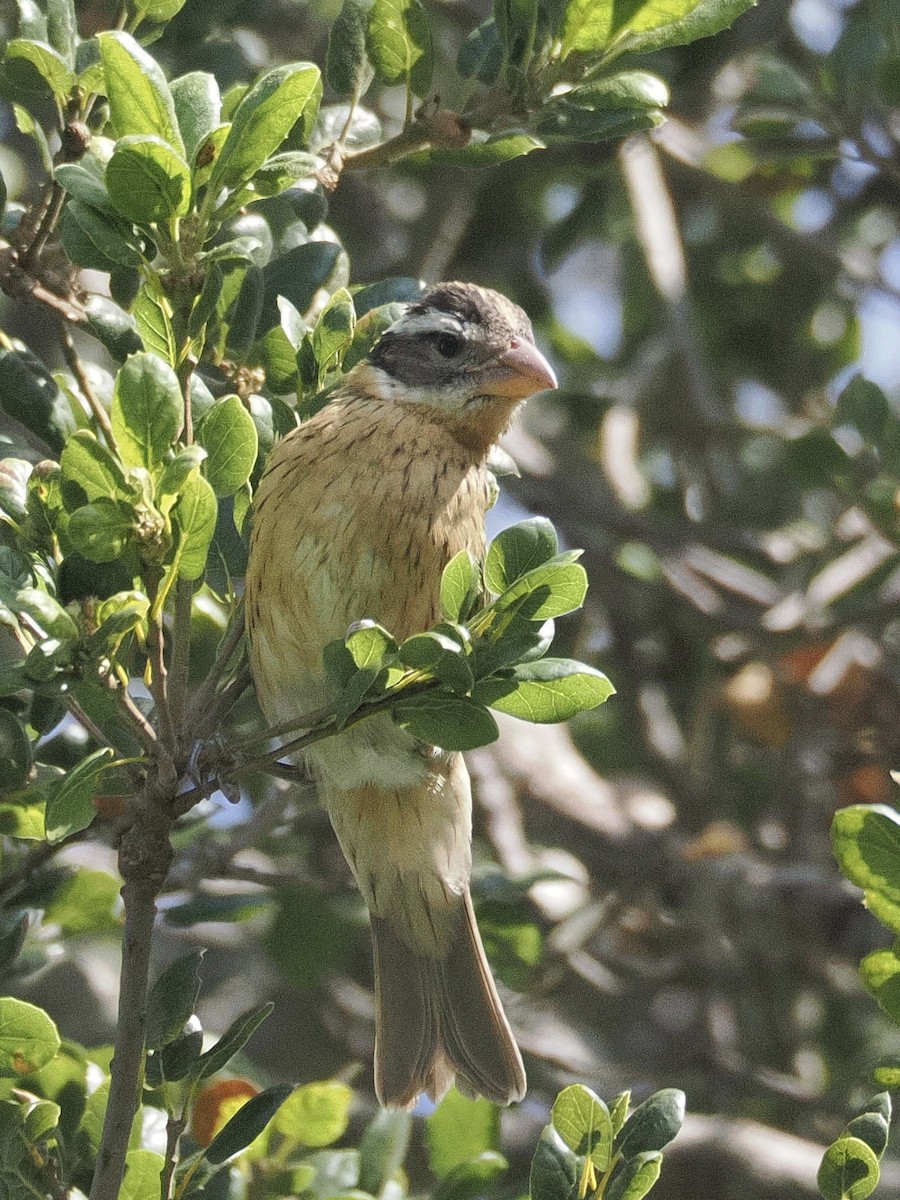 Rose-breasted Grosbeak - ML642551119