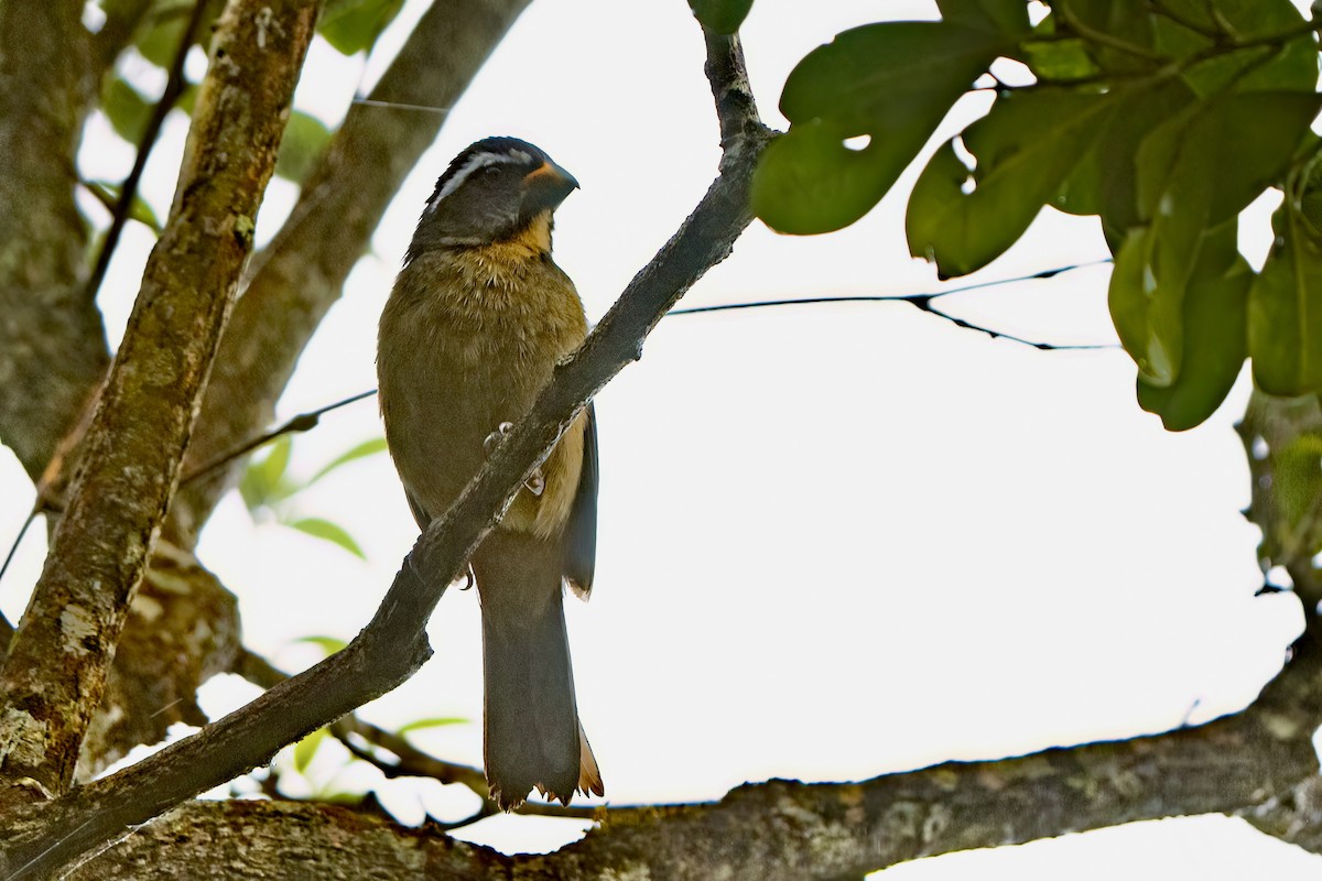 Thick-billed Saltator - ML642551122