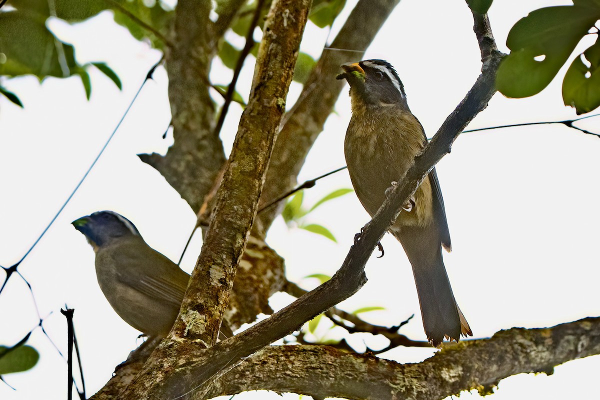Thick-billed Saltator - ML642551123