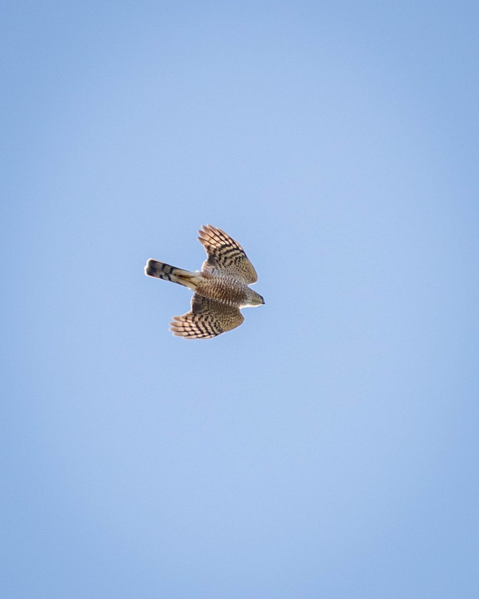 Sharp-shinned Hawk - ML642551124