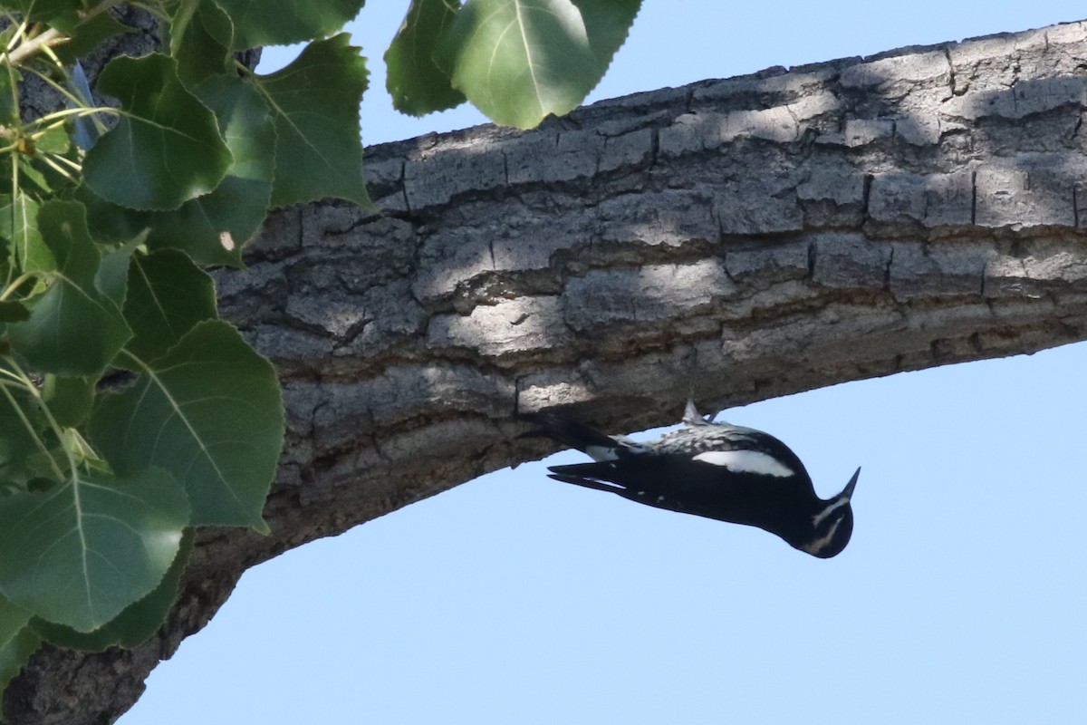 Williamson's Sapsucker - ML642551129
