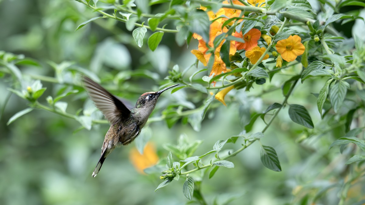 Андский цветноголов - ML642551135