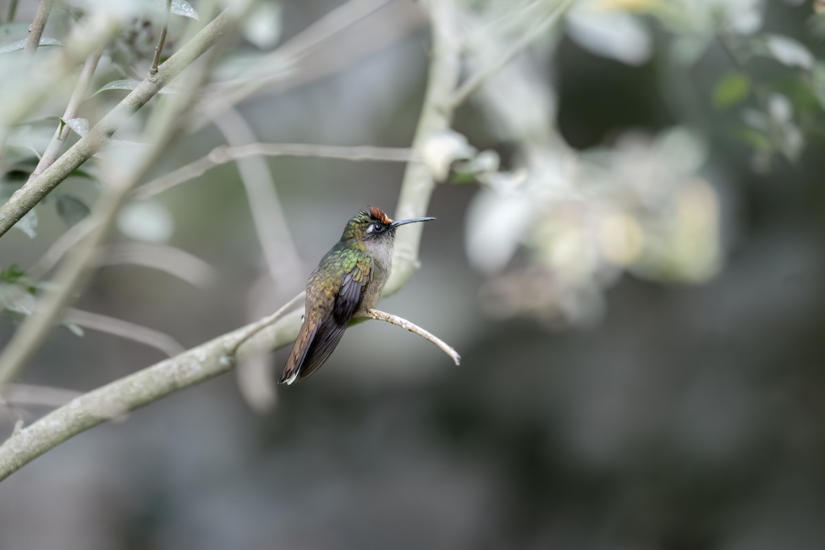 Андский цветноголов - ML642551136