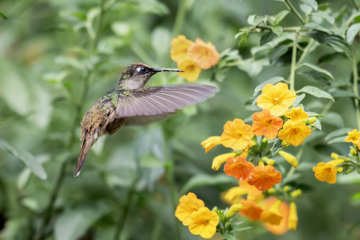 Андский цветноголов - ML642551137