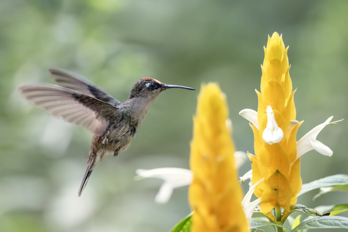 Андский цветноголов - ML642551139