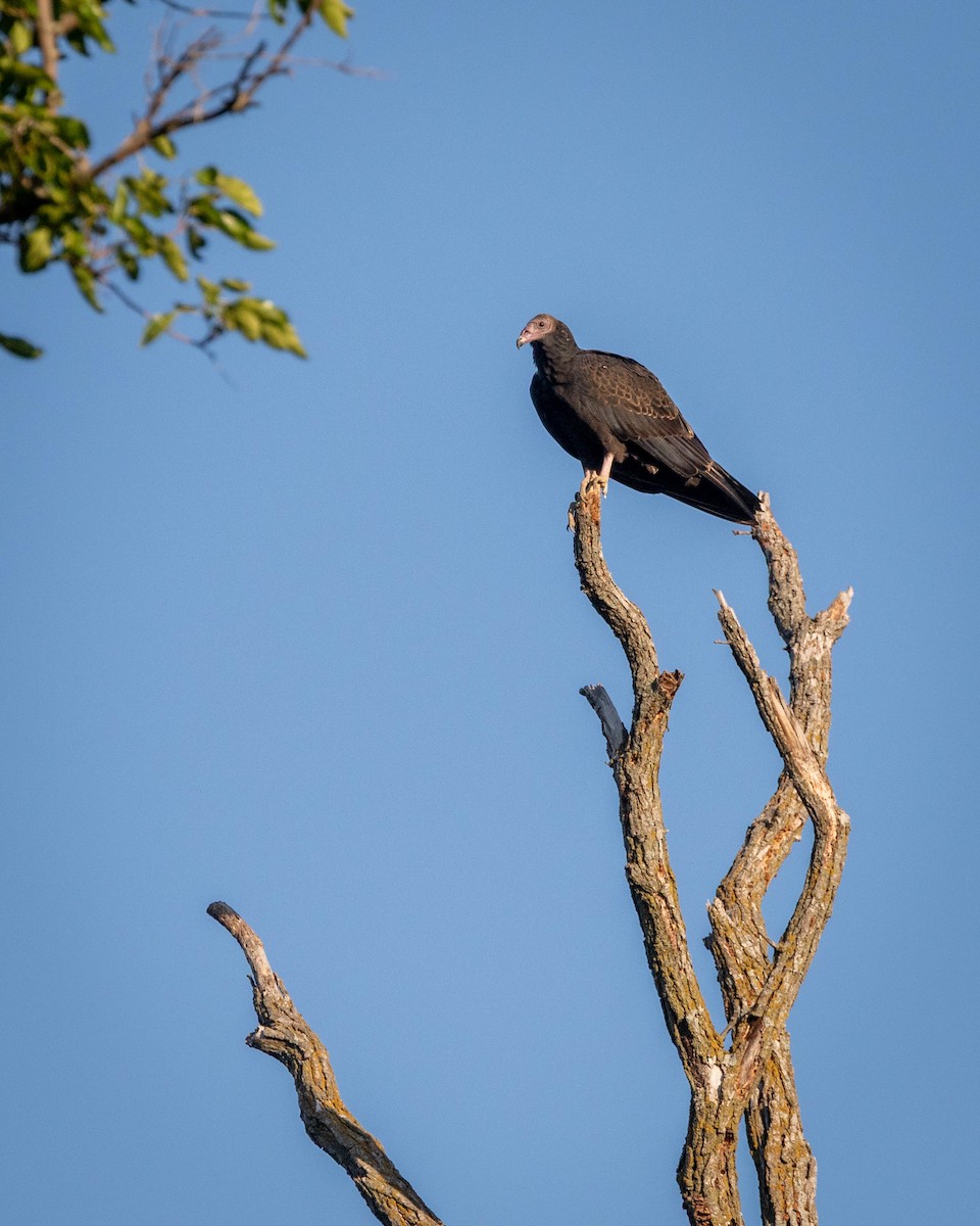 Turkey Vulture - ML642551141