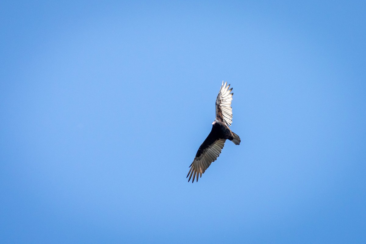 Turkey Vulture - ML642551142