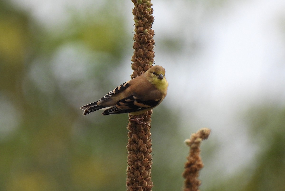 American Goldfinch - ML642551147