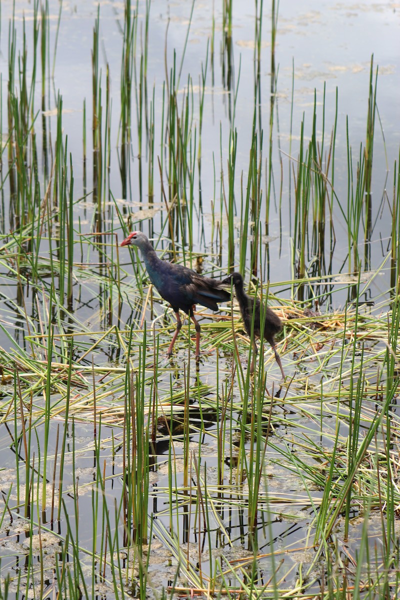Gray-headed Swamphen - ML642551161