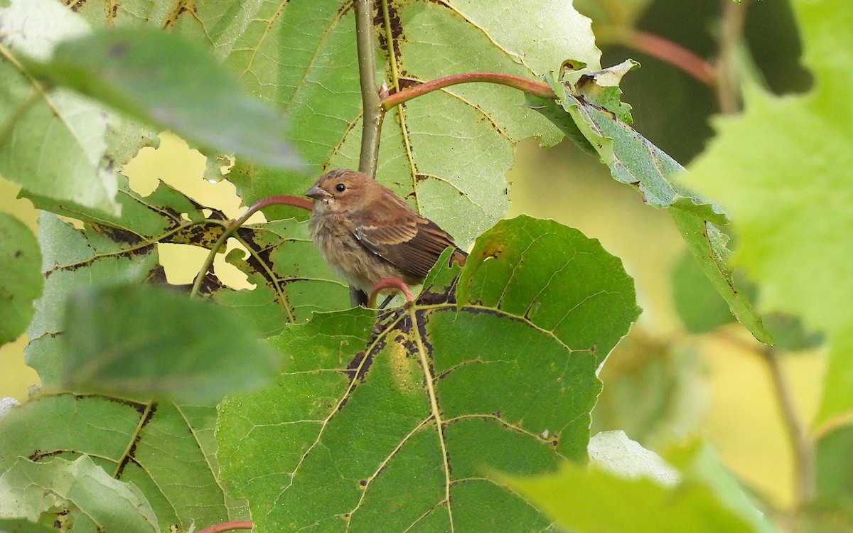 Indigo Bunting - ML642551162