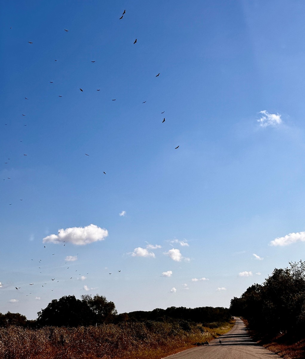 クロコンドル - ML642551174