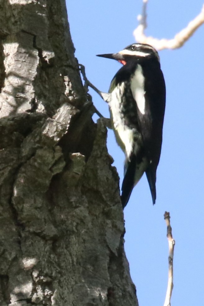 Williamson's Sapsucker - ML642551179