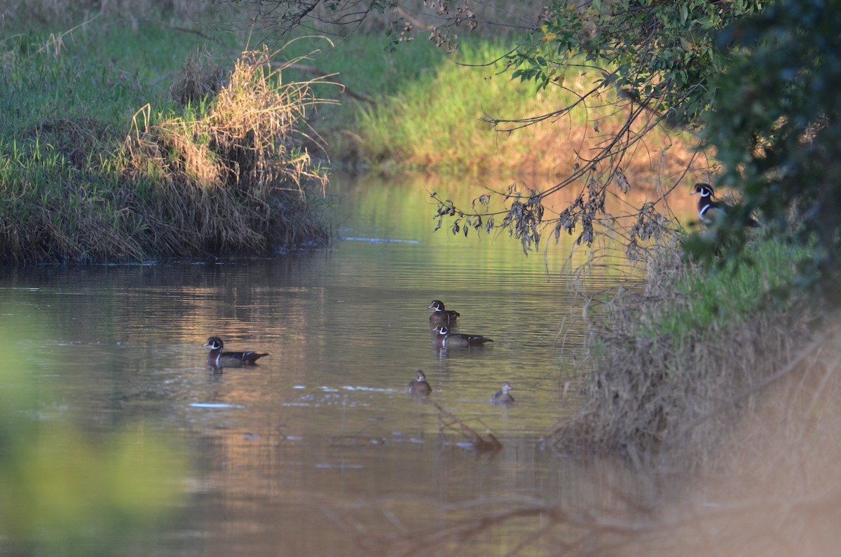 Wood Duck - ML642551181