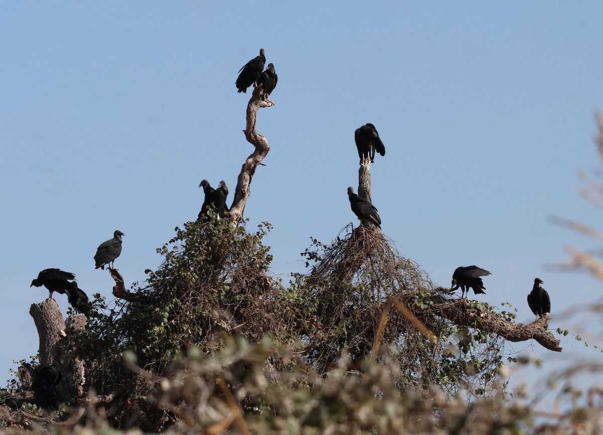 クロコンドル - ML642551184